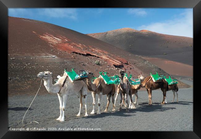 camels in lanzarote  Framed Print by Scotland's Scenery