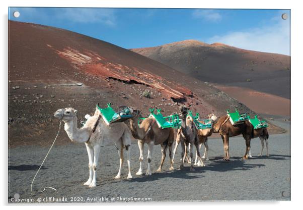 camels in lanzarote  Acrylic by Scotland's Scenery