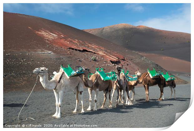 camels in lanzarote  Print by Scotland's Scenery