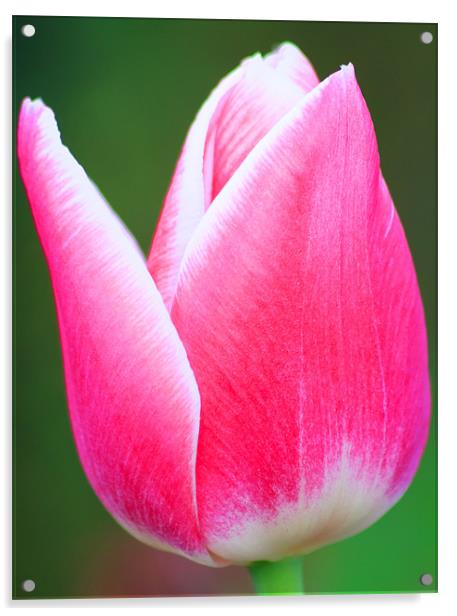 Red and White Tulip Acrylic by Ian Jeffrey