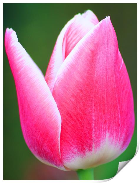 Red and White Tulip Print by Ian Jeffrey