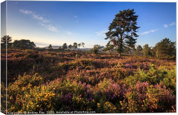 Evening Light on Woodbury Common Canvas Print by Andrew Ray