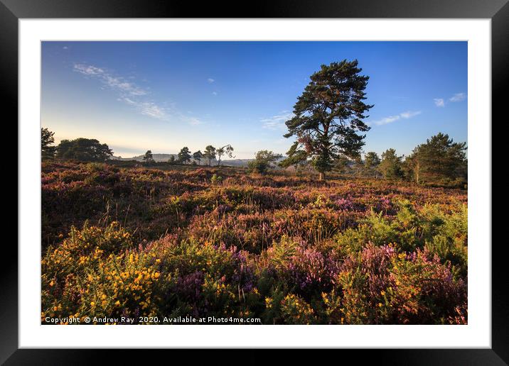 Evening Light on Woodbury Common Framed Mounted Print by Andrew Ray