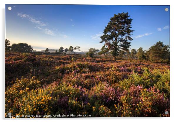 Evening Light on Woodbury Common Acrylic by Andrew Ray