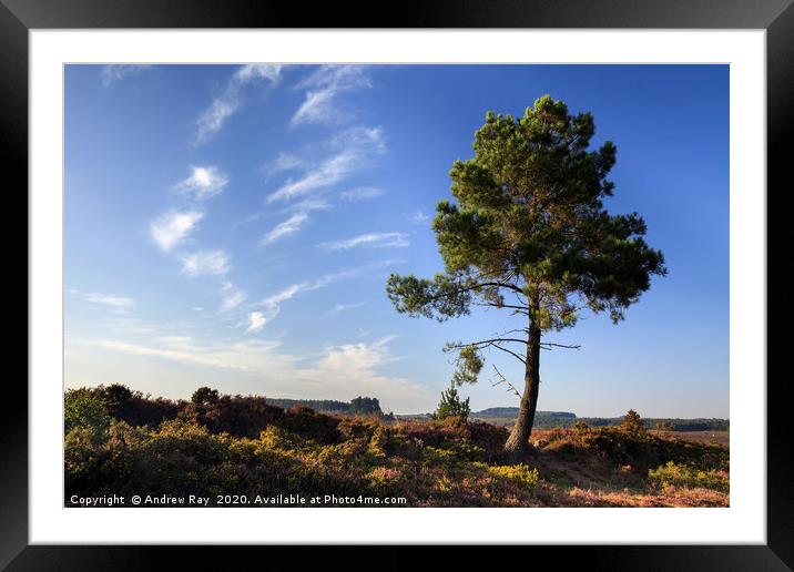 Tree on Woodbury Common Framed Mounted Print by Andrew Ray