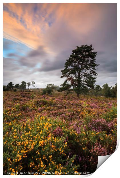 Autumn Colour (Woodbury Common) Print by Andrew Ray