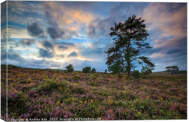 Tree's on Woodbury Common. Canvas Print by Andrew Ray