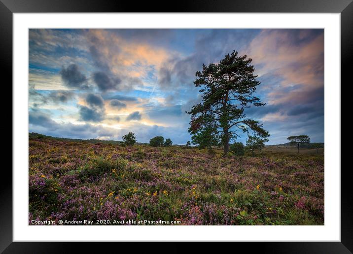 Tree's on Woodbury Common. Framed Mounted Print by Andrew Ray