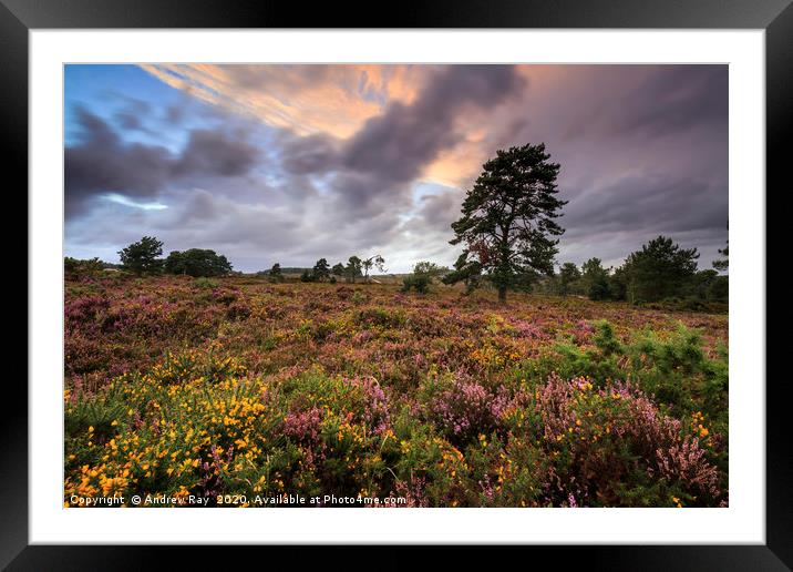 Woodbury Common Framed Mounted Print by Andrew Ray