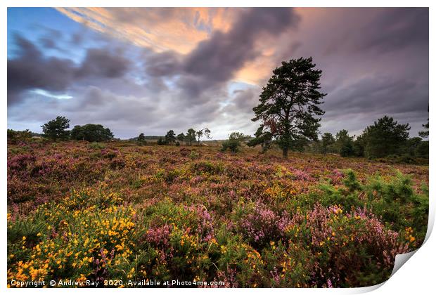 Woodbury Common Print by Andrew Ray