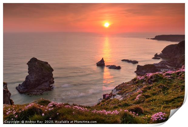 Thrift at Sunset (Bedruthan Steps)  Print by Andrew Ray