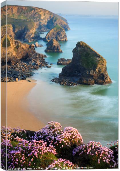 Thrift and Sea Stacks (Bedruthan Steps)  Canvas Print by Andrew Ray