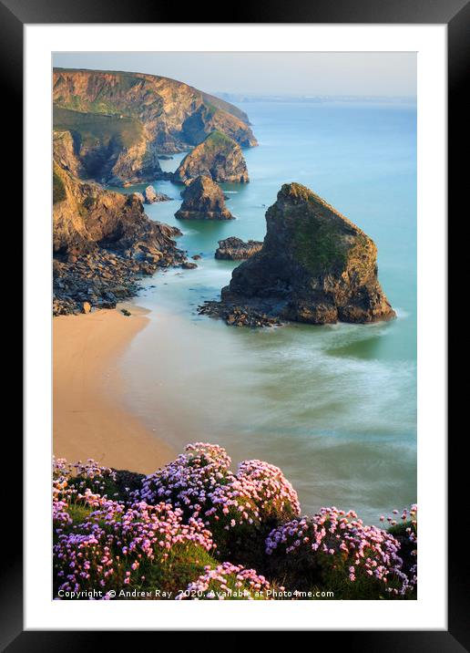 Thrift and Sea Stacks (Bedruthan Steps)  Framed Mounted Print by Andrew Ray