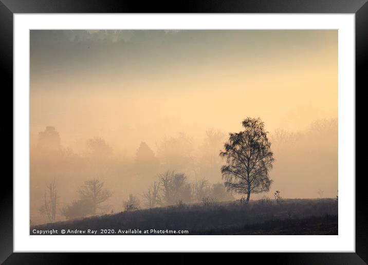 Tree's  in the Mist (Mogshade Hill) Framed Mounted Print by Andrew Ray