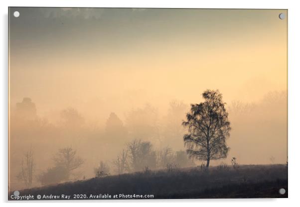 Tree's  in the Mist (Mogshade Hill) Acrylic by Andrew Ray