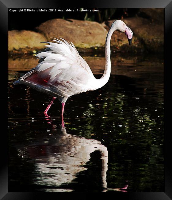 Ruffled Feathers Framed Print by Richard Muller