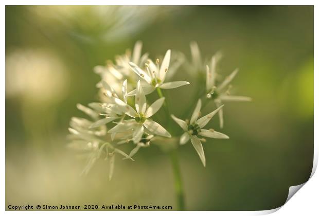 Sunlit wild garlic flower Print by Simon Johnson