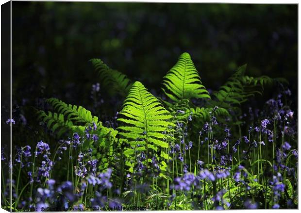 Sunlit ferns and bluebells Canvas Print by Simon Johnson