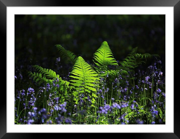 Sunlit ferns and bluebells Framed Mounted Print by Simon Johnson
