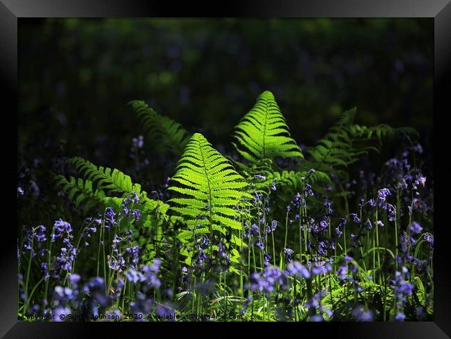Sunlit ferns and bluebells Framed Print by Simon Johnson