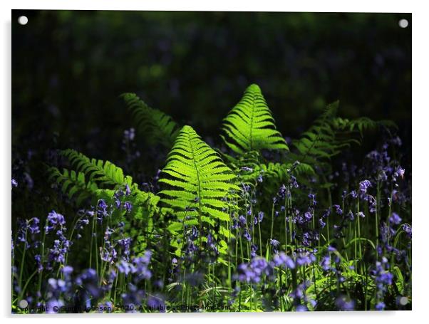 Sunlit ferns and bluebells Acrylic by Simon Johnson