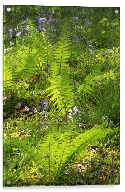 Sunlit ferns Acrylic by Simon Johnson