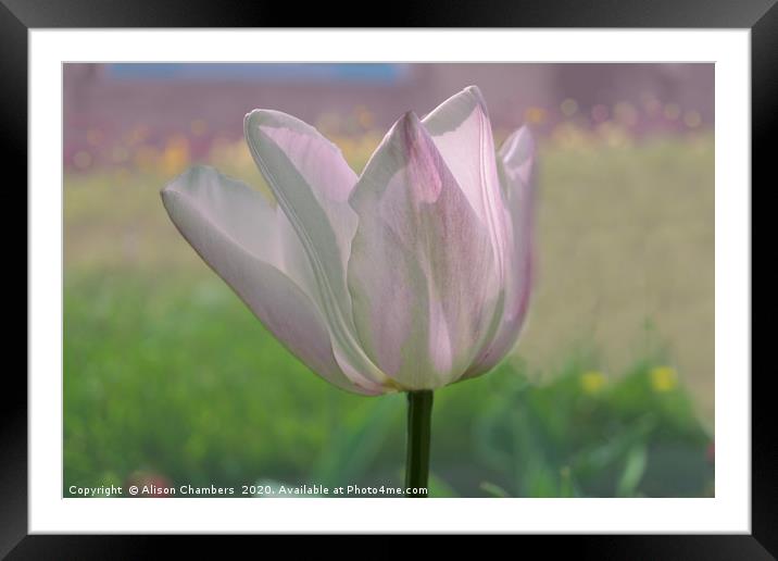 Sunlit Tulip Framed Mounted Print by Alison Chambers