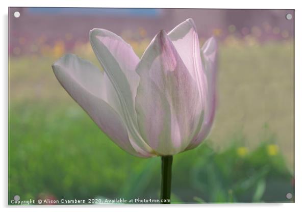 Sunlit Tulip Acrylic by Alison Chambers