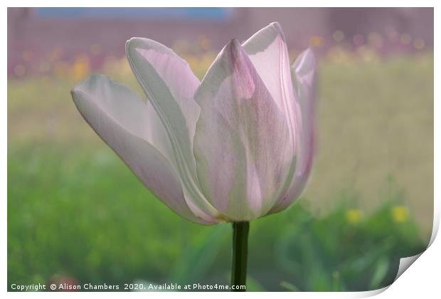 Sunlit Tulip Print by Alison Chambers