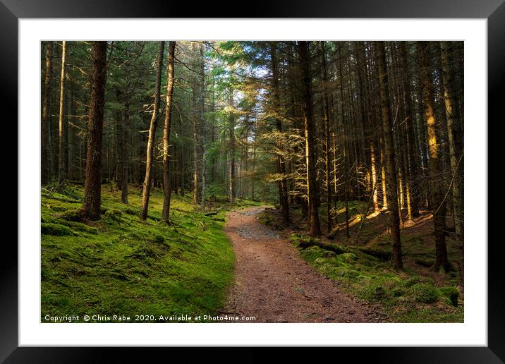 A pine forest along the Cateran trail in Scotland Framed Mounted Print by Chris Rabe