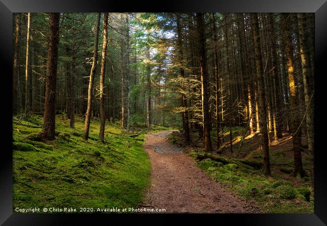 A pine forest along the Cateran trail in Scotland Framed Print by Chris Rabe