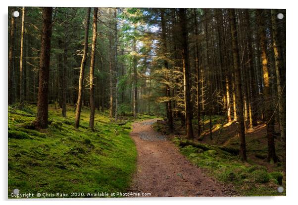 A pine forest along the Cateran trail in Scotland Acrylic by Chris Rabe