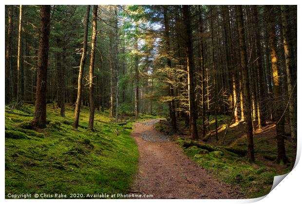 A pine forest along the Cateran trail in Scotland Print by Chris Rabe