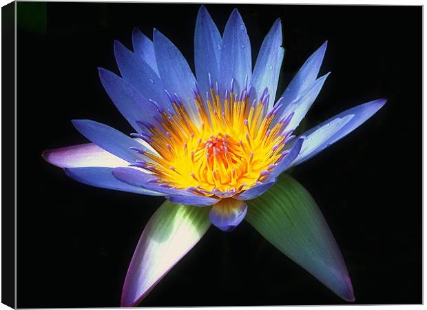 Blue Water Lily Canvas Print by Stephen Maxwell