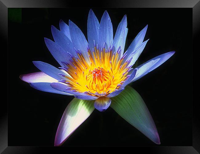 Blue Water Lily Framed Print by Stephen Maxwell