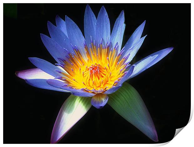 Blue Water Lily Print by Stephen Maxwell