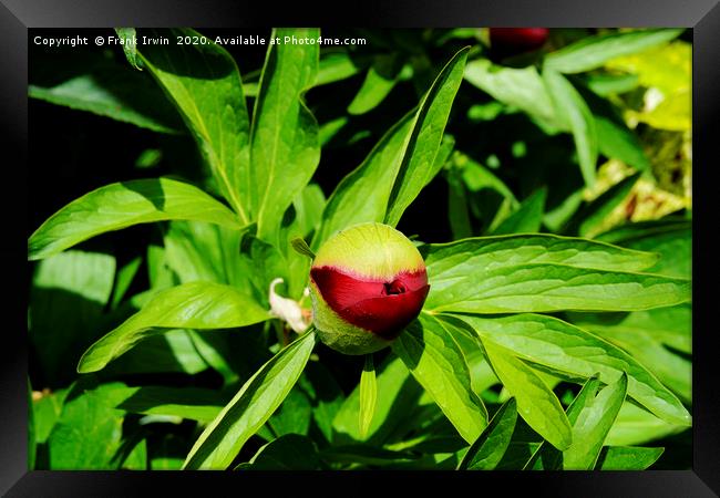 Peony bud about to burst into life! Framed Print by Frank Irwin