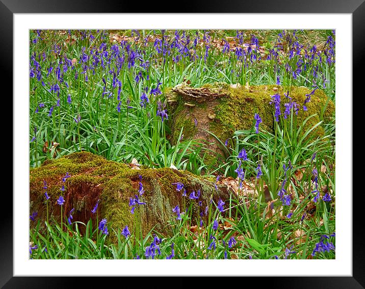 Stumps Between The Bells Framed Mounted Print by Jules Camfield