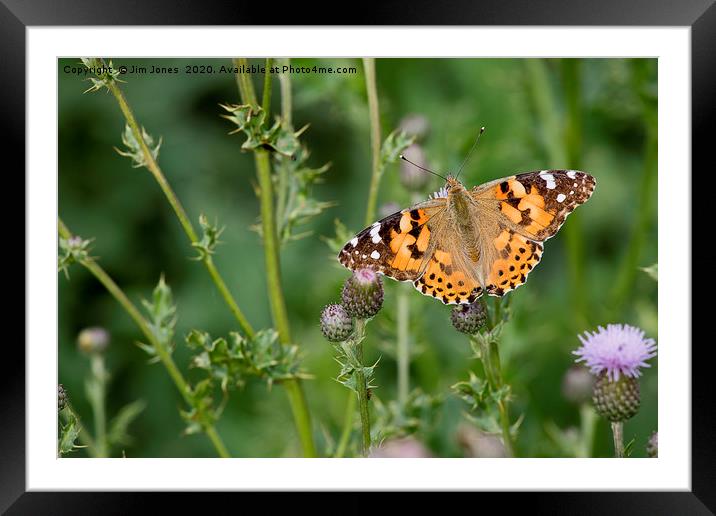 Painted Lady Butterfly in sunshine Framed Mounted Print by Jim Jones