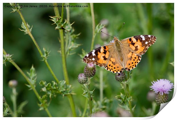 Painted Lady Butterfly in sunshine Print by Jim Jones