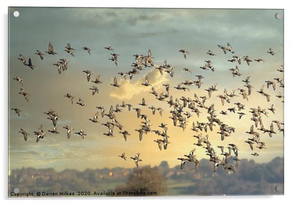 Teal Flock  Acrylic by Darren Wilkes