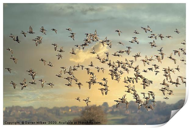 Teal Flock  Print by Darren Wilkes