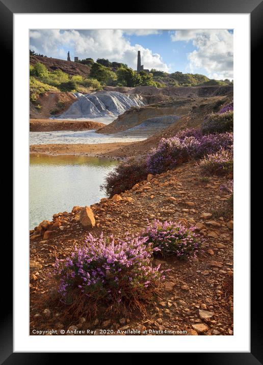 Heather in the Wheal Maid Valley  Framed Mounted Print by Andrew Ray