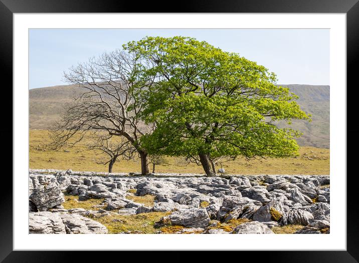 limestone pavement    Framed Mounted Print by chris smith