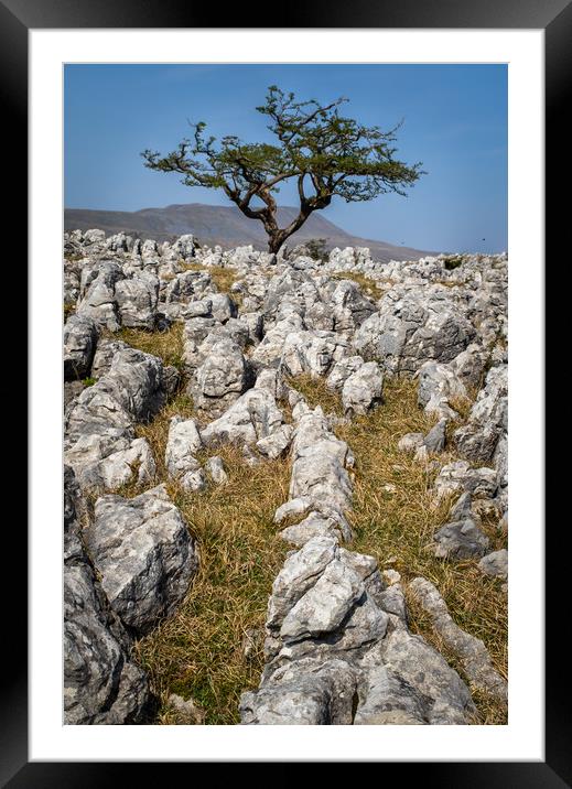 limestone pavement   Framed Mounted Print by chris smith
