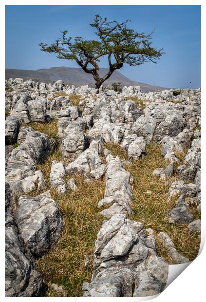 limestone pavement   Print by chris smith