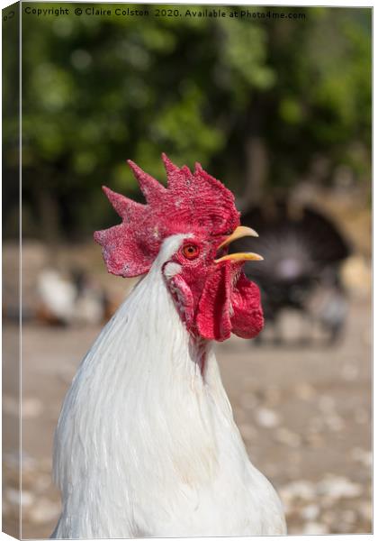 Cockerel Canvas Print by Claire Colston