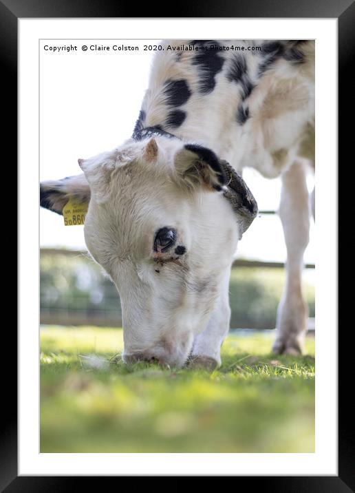 Cow Framed Mounted Print by Claire Colston