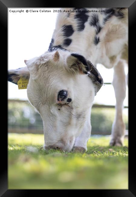 Cow Framed Print by Claire Colston