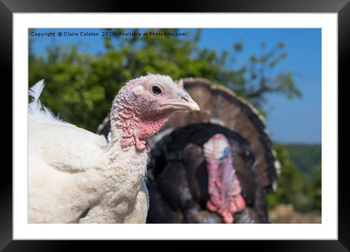Turkey and Poult Framed Mounted Print by Claire Colston